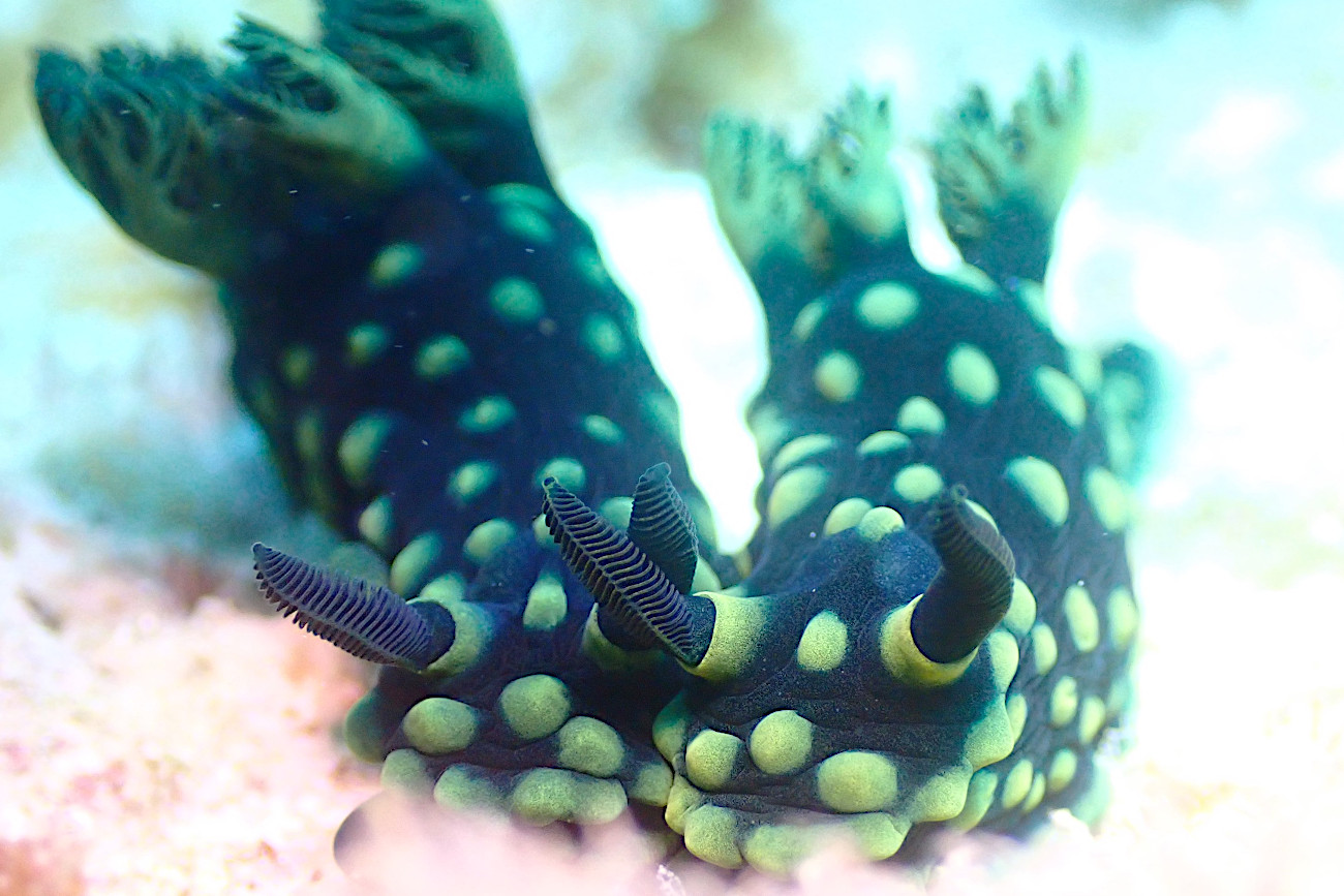 トサカリュウグウウミウシ
