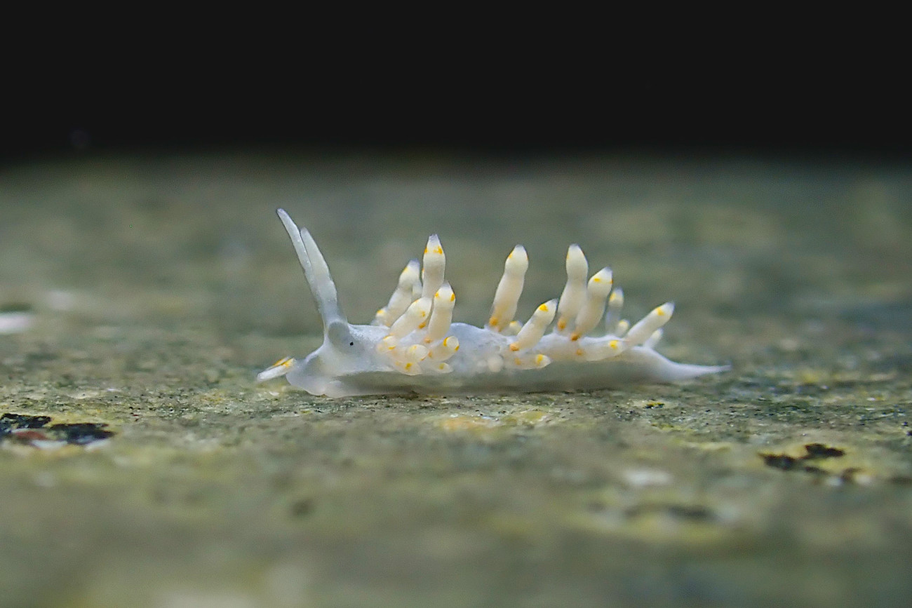 ホノアカミノウミウシ