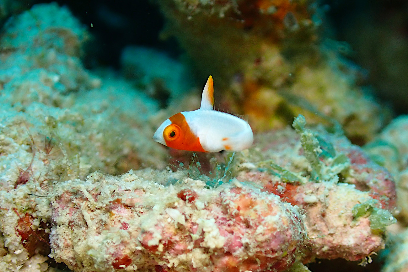 イロブダイの幼魚