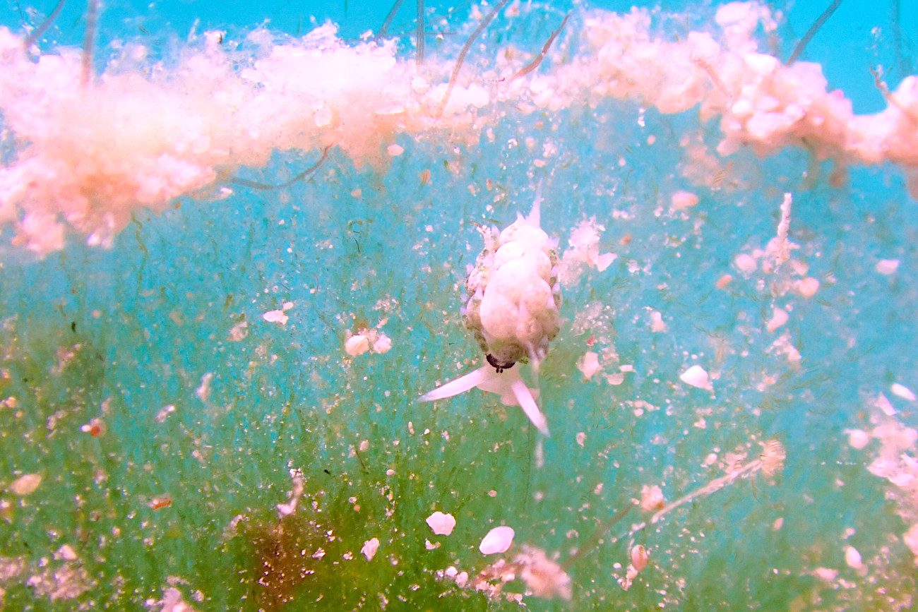 ネオンモウミウシ