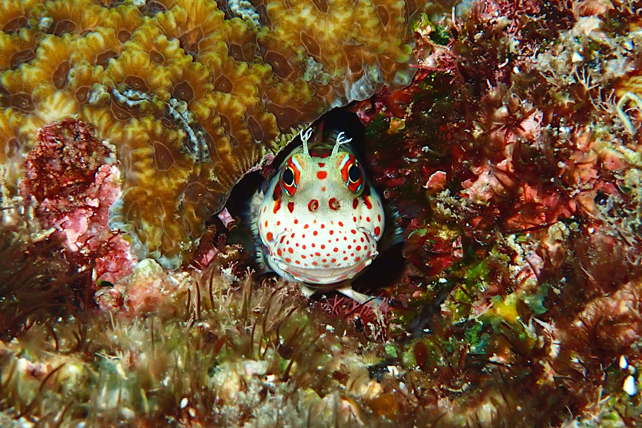 モンツキカエルウオ