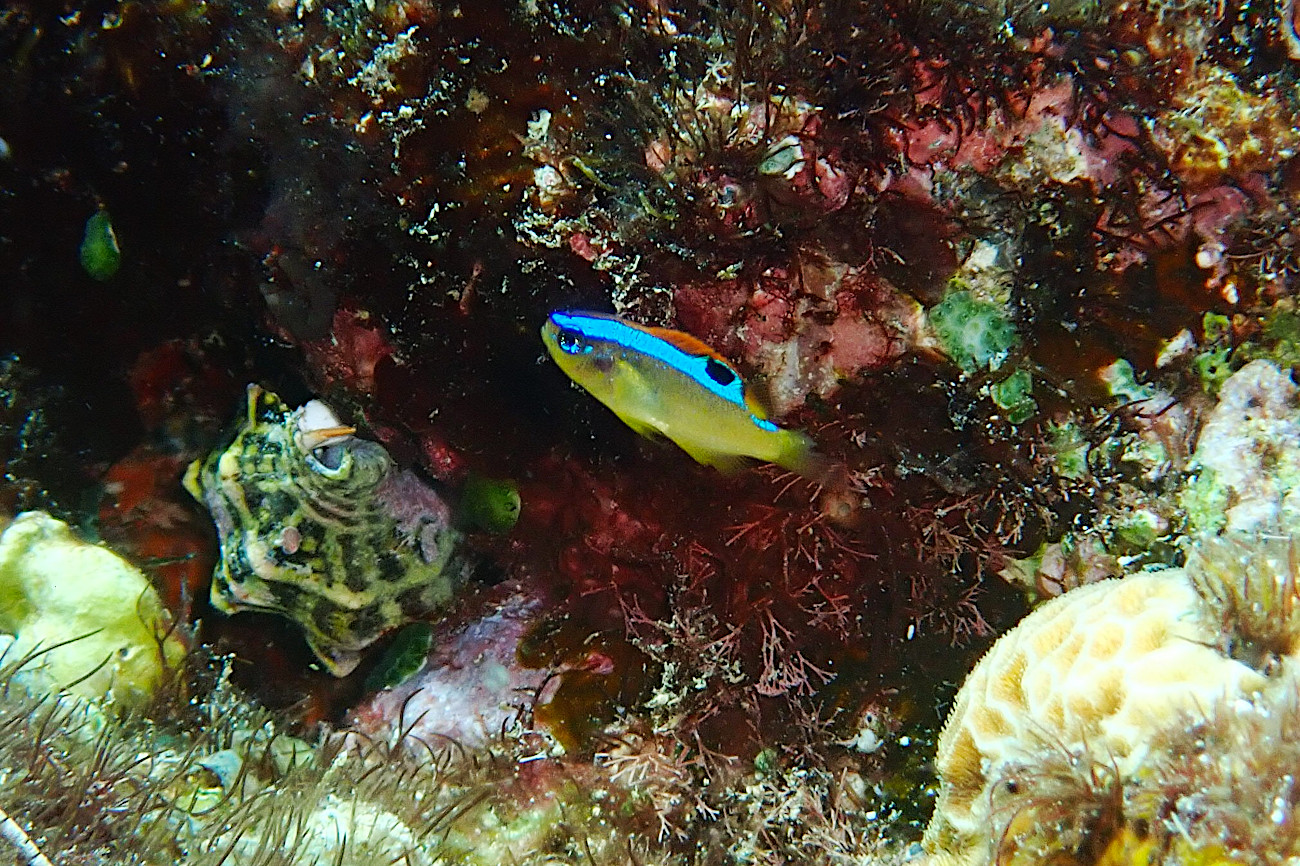 ミヤコキセンスズメダイの幼魚