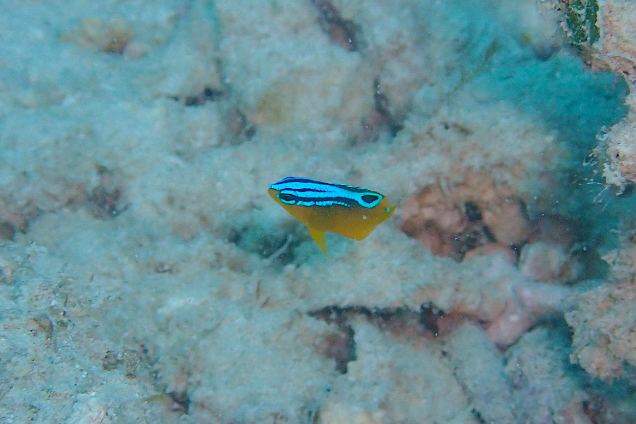 ソラスズメダイ属の一種？