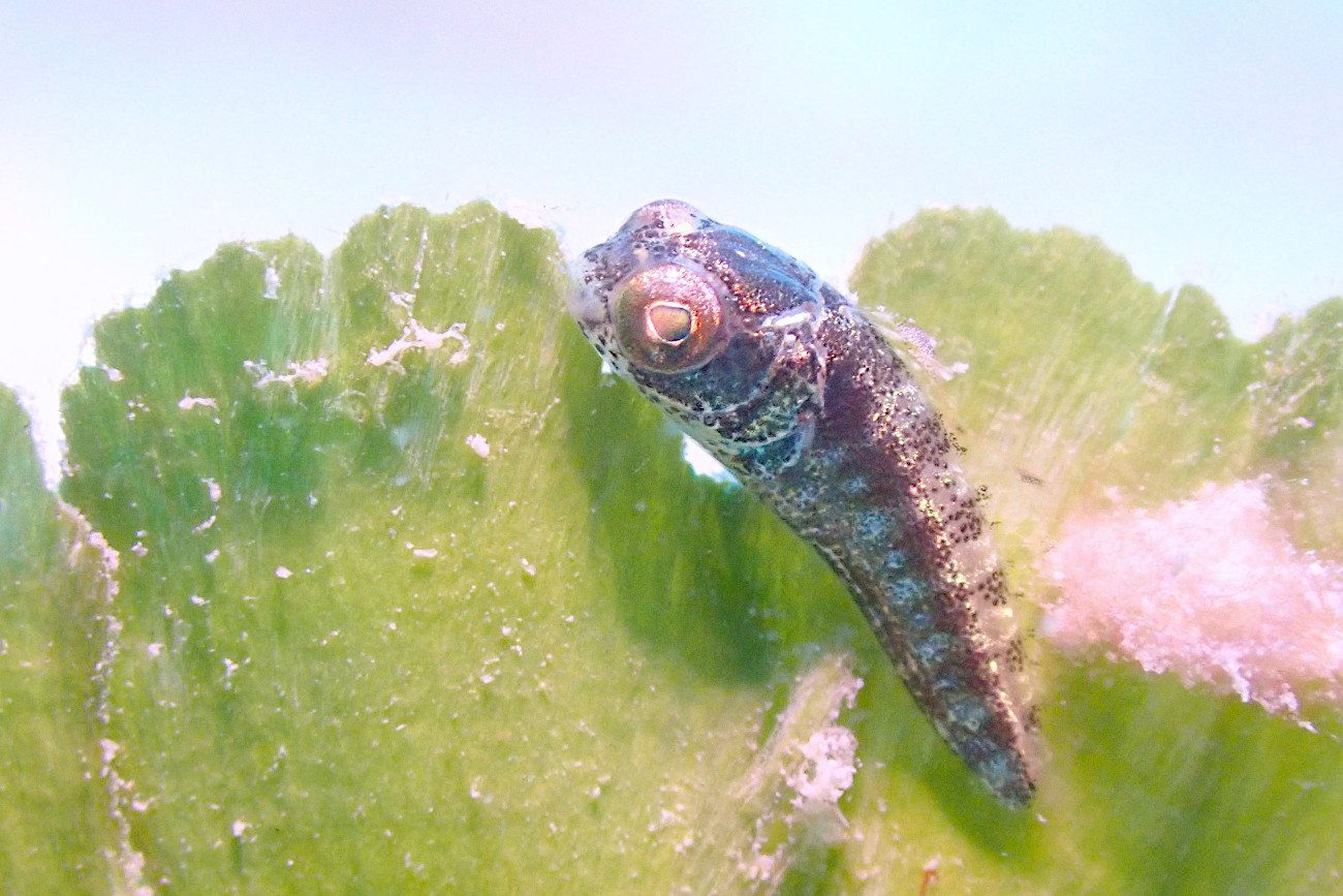 ハタタテギンポの幼魚
