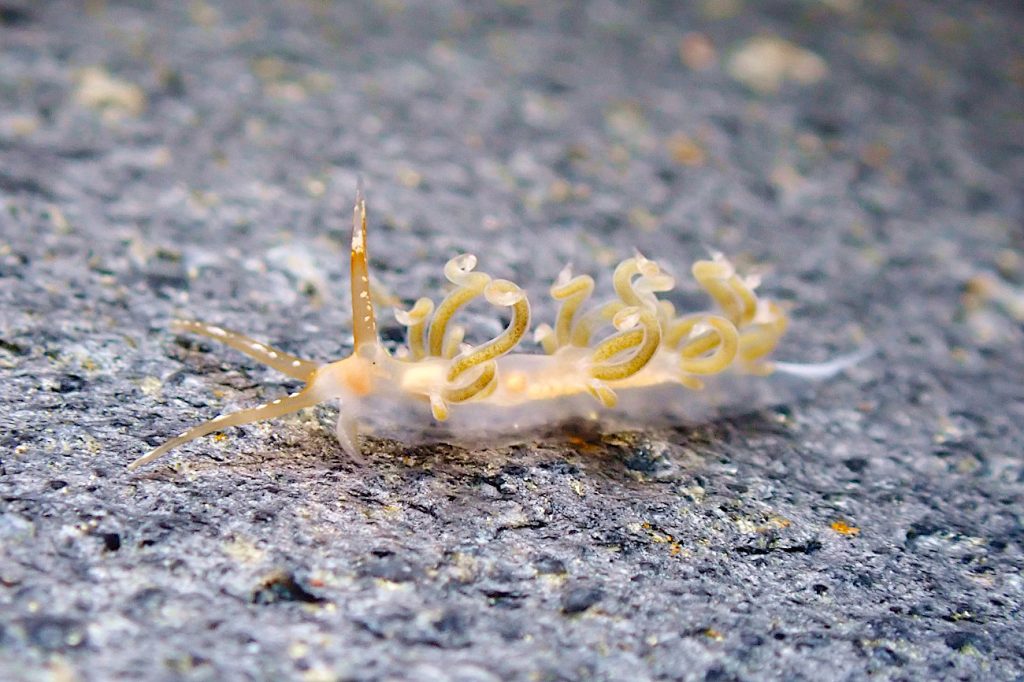 タイヨウミノウミウシ