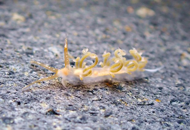 タイヨウミノウミウシ