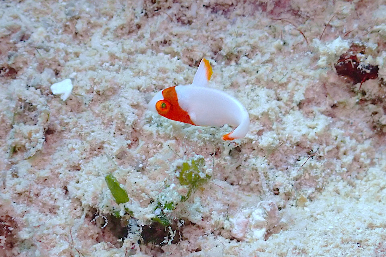 イロブダイの幼魚