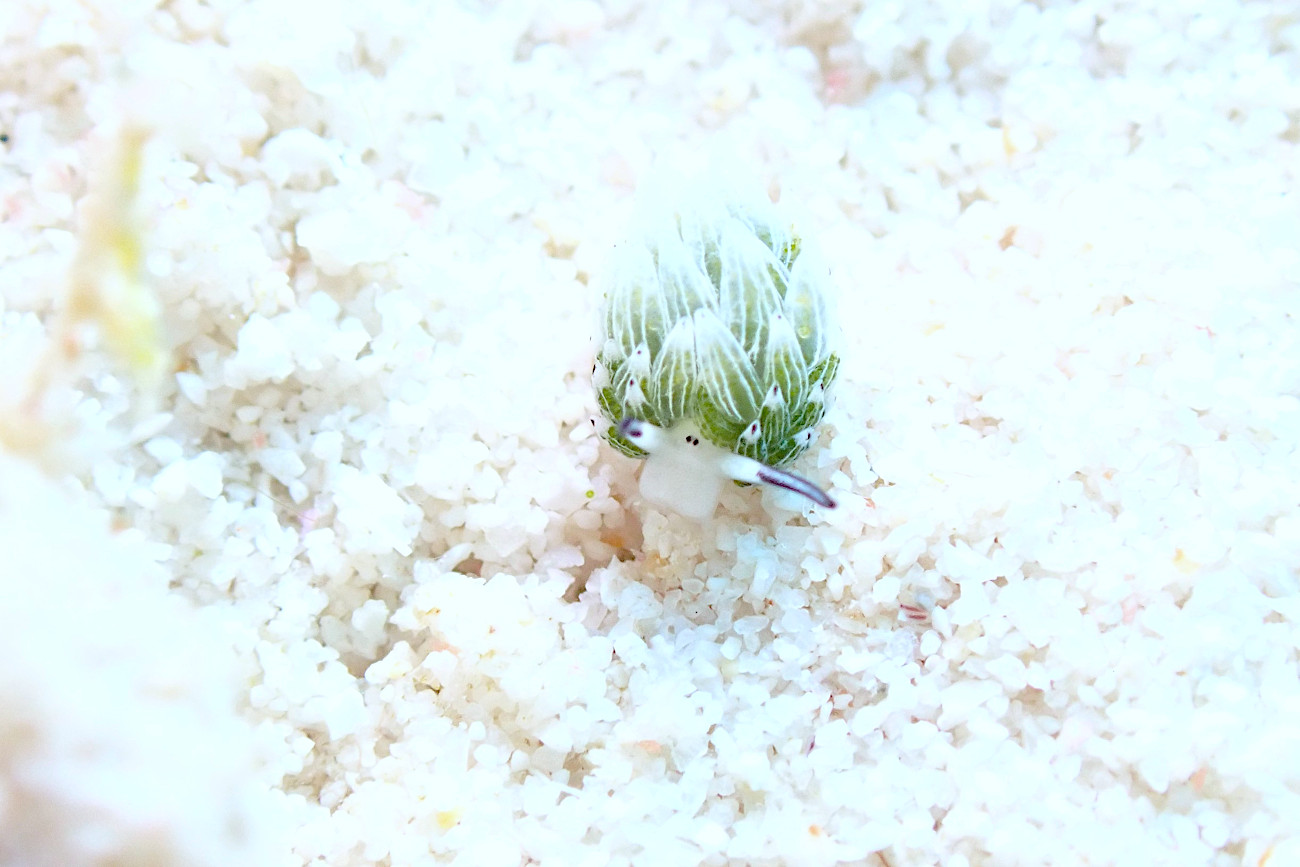 ウサギモウミウシ