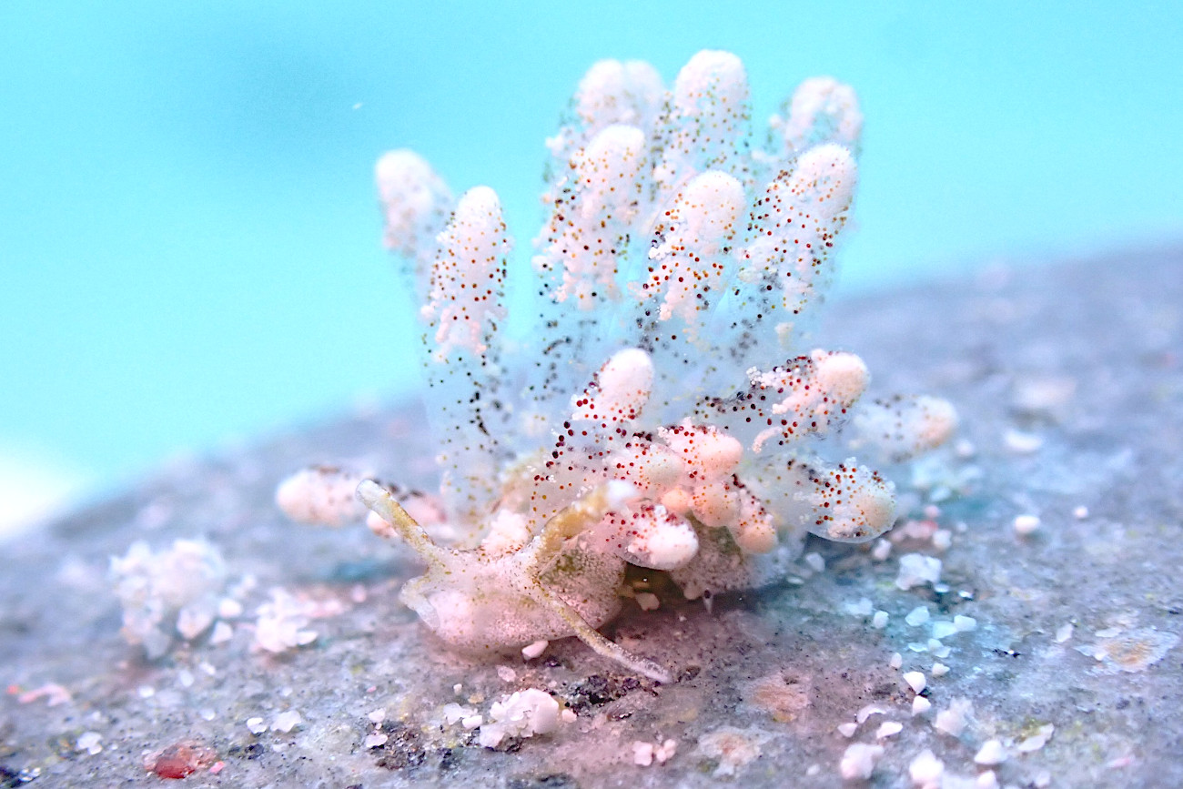 ソウゲンウミウシ