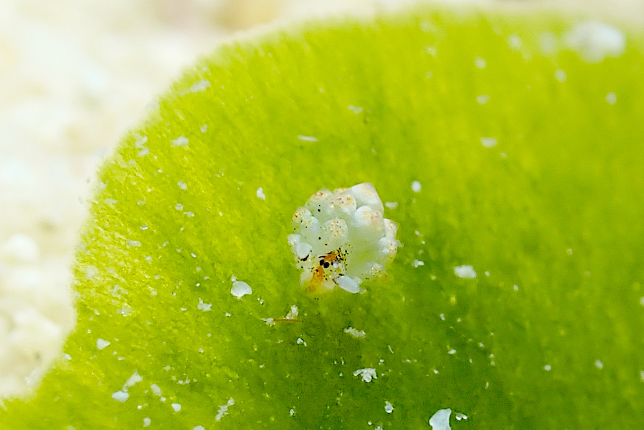 コスタシエッラ・ルブロリネアータ