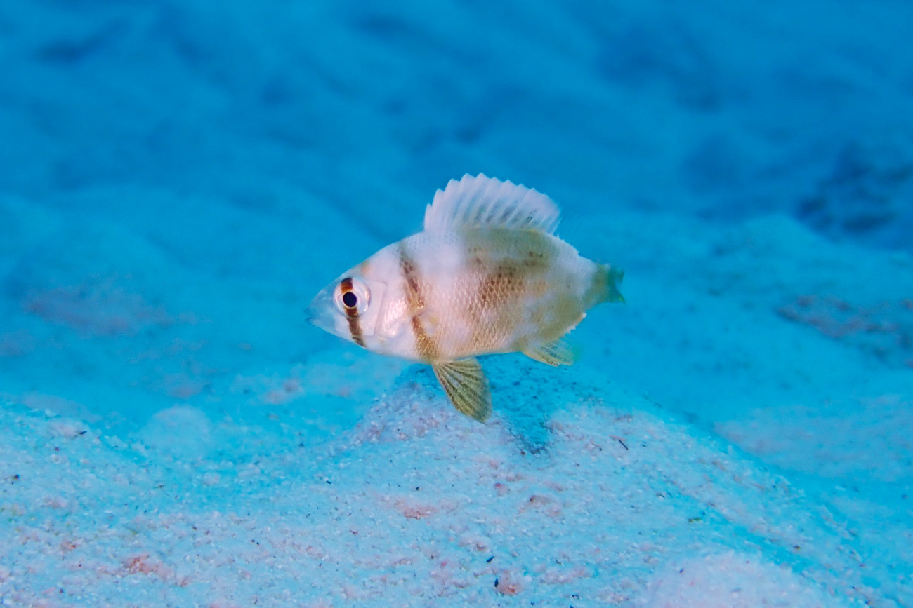 フエフキダイ科の幼魚