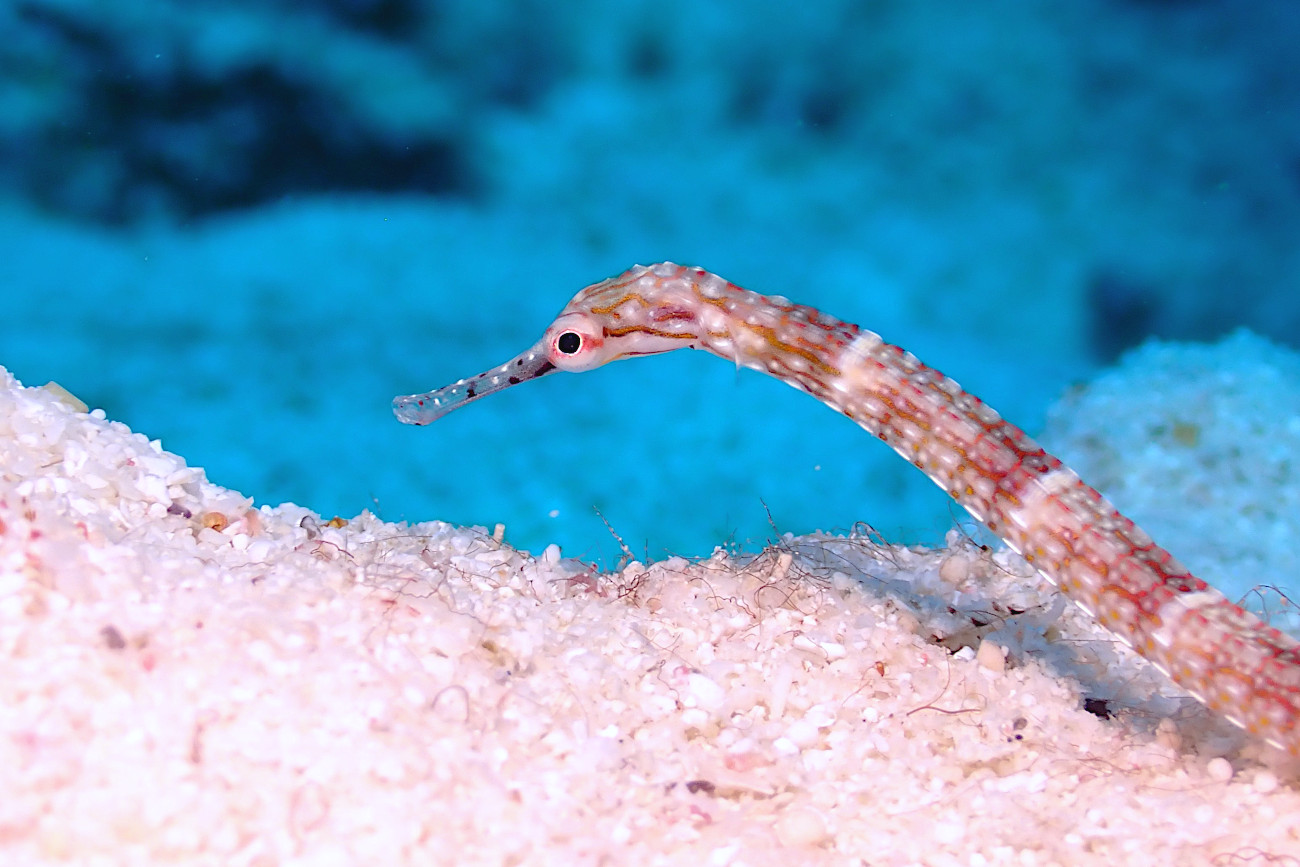 クチナガイシヨウジ