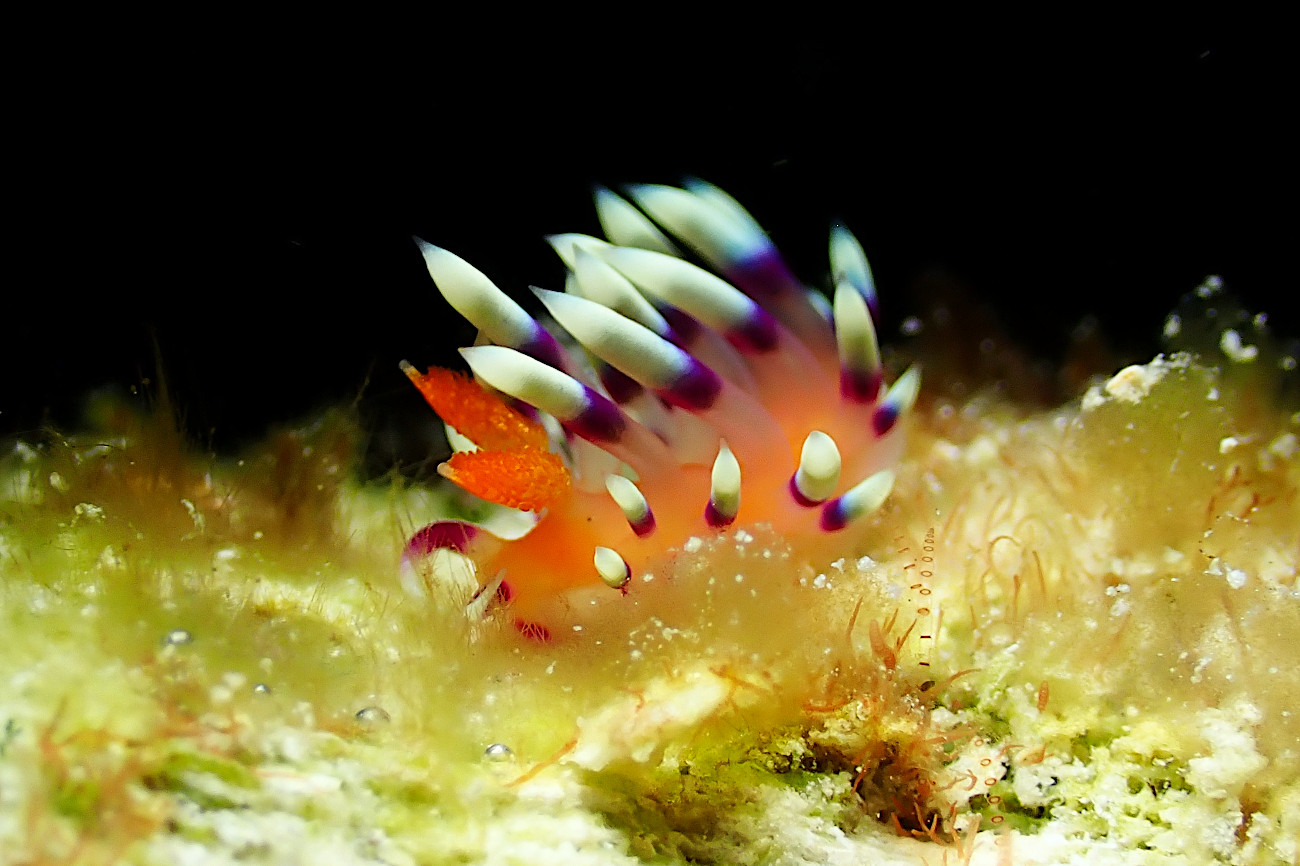 アデヤカミノウミウシ
