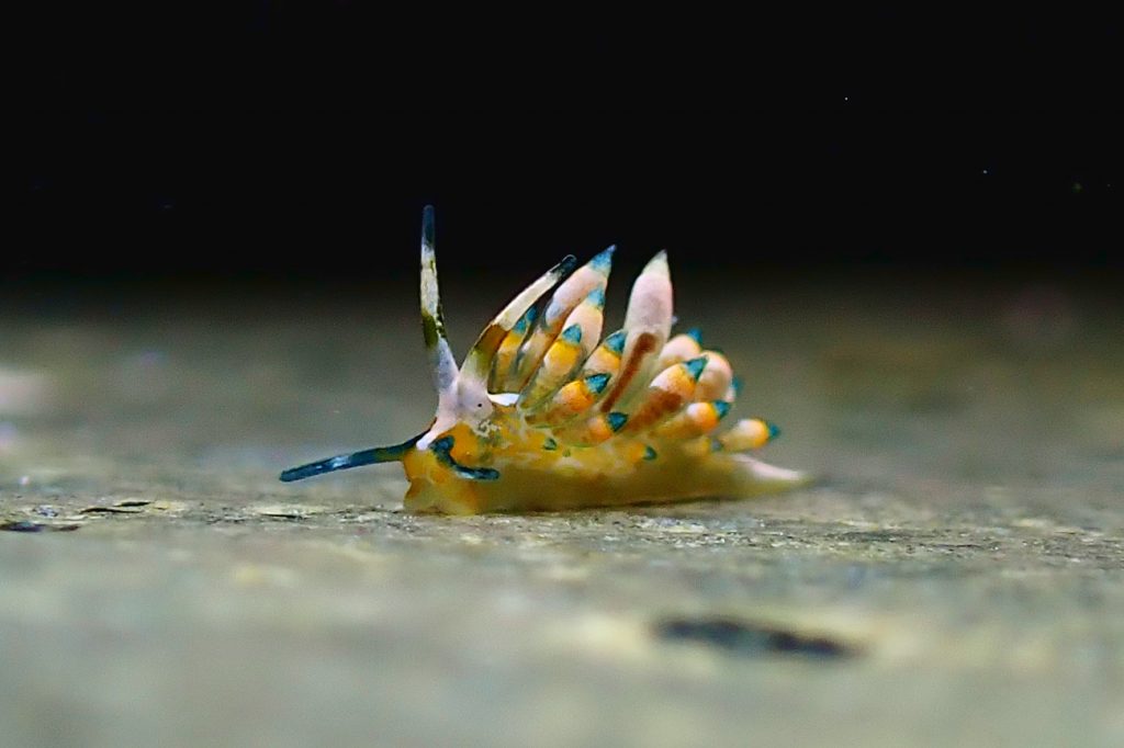 ターコイズミノウミウシ