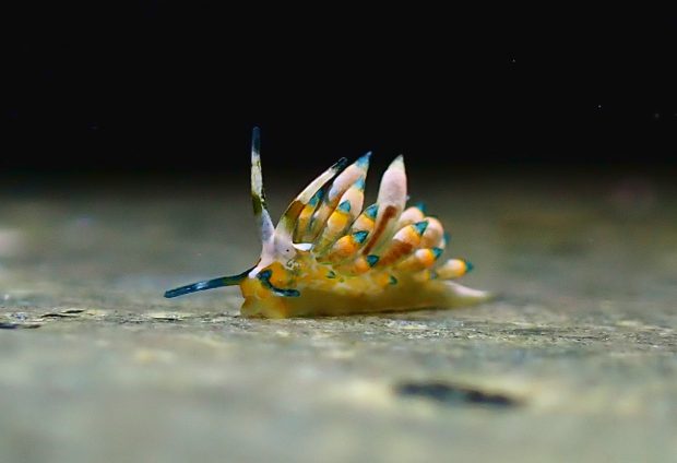 ターコイズミノウミウシ