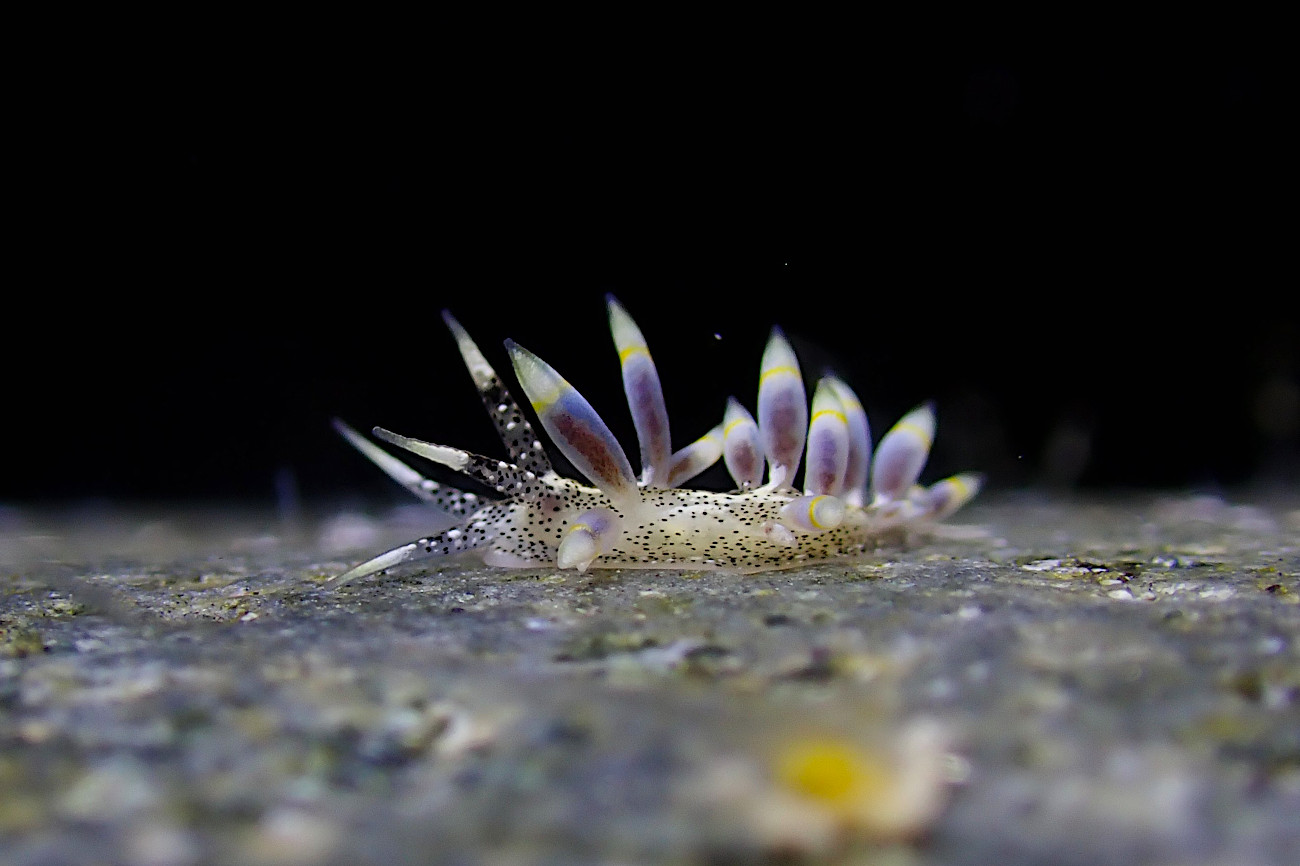 ゴマフミノウミウシ