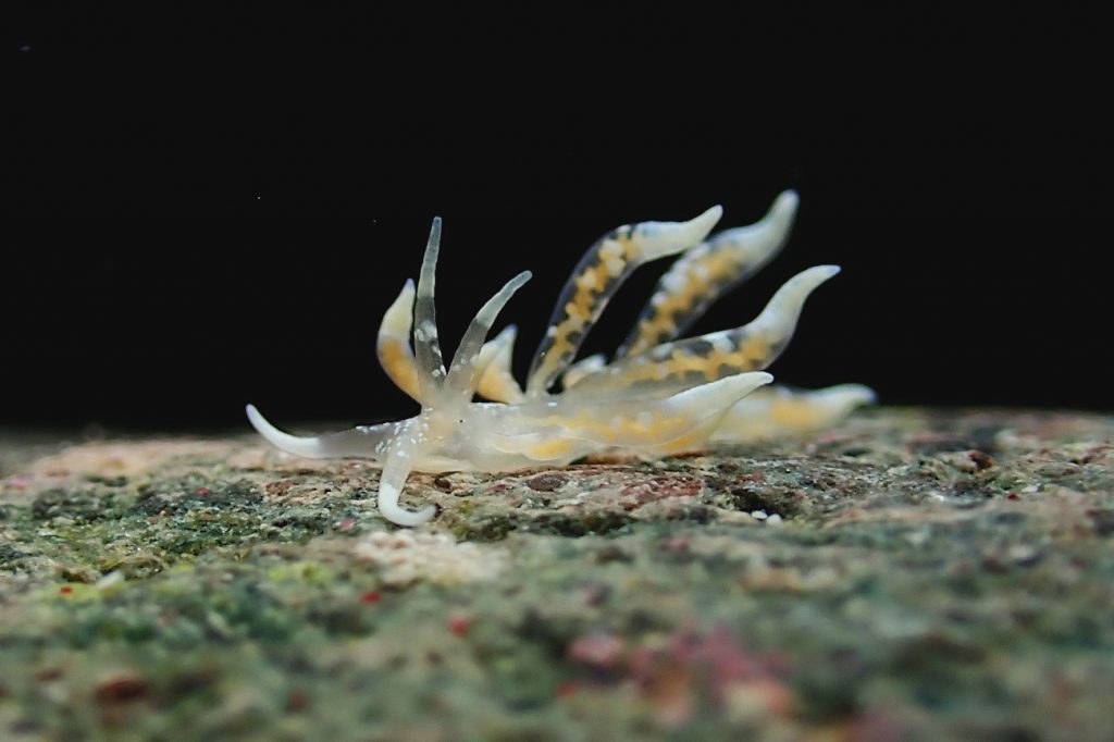 ハナビラミノウミウシ
