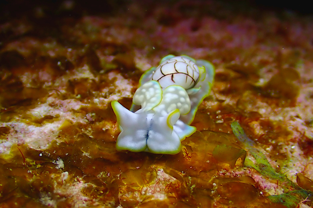 ワタユキシボリガイ