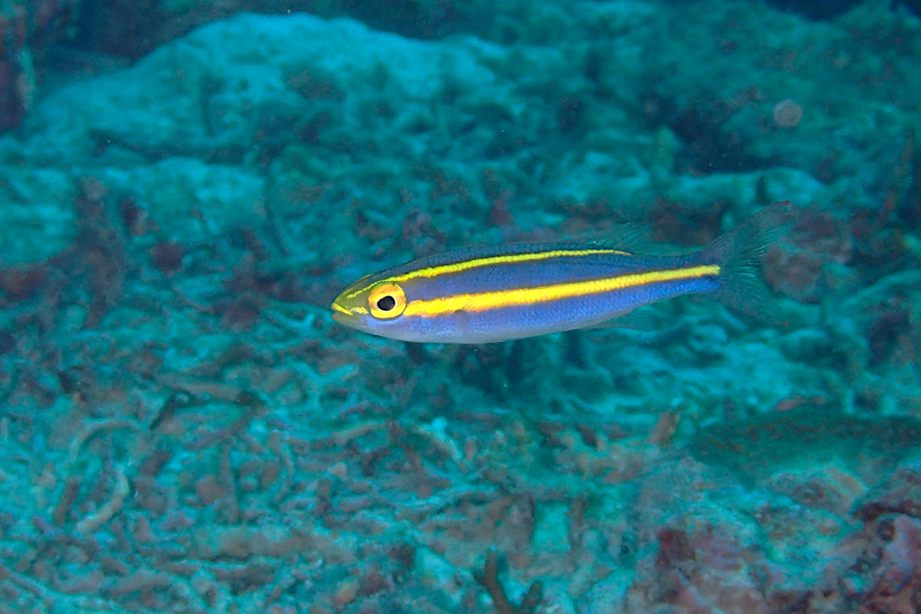 キツネウオの幼魚
