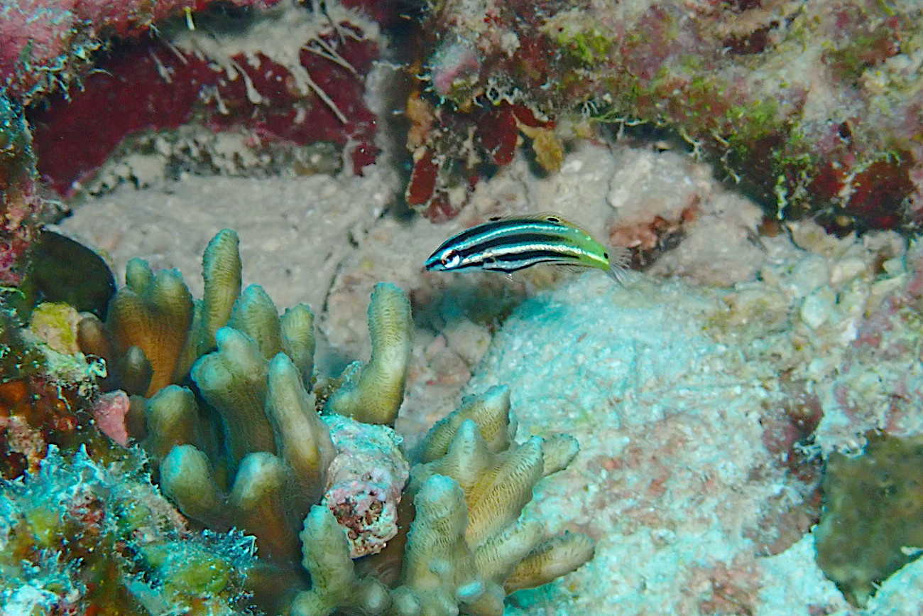 ムナテンベラダマシの幼魚