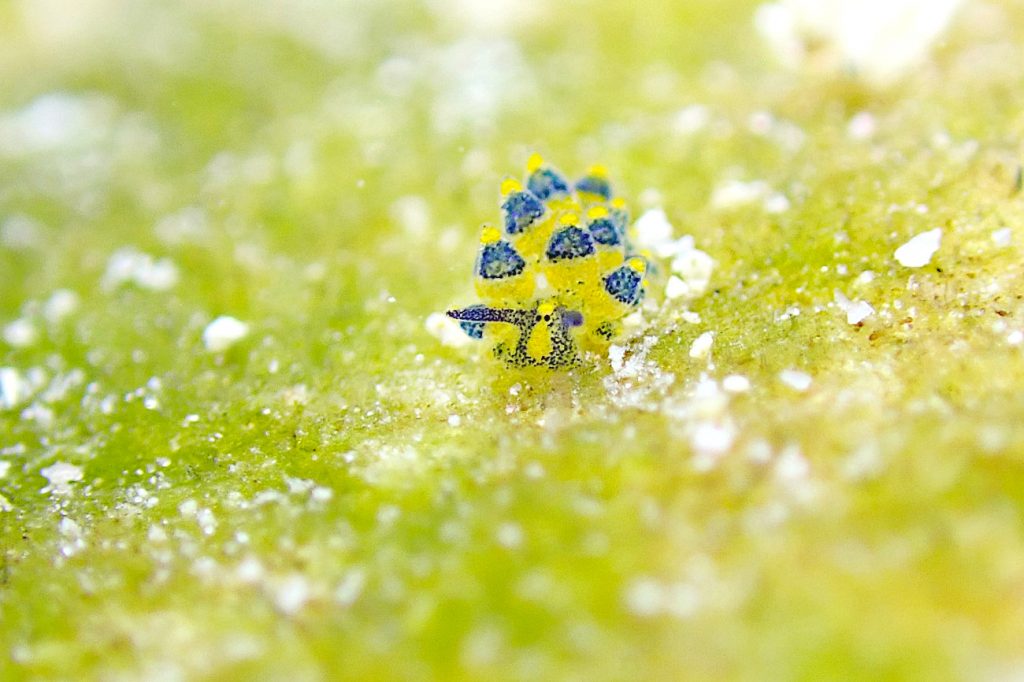 ミナミアオモウミウシ