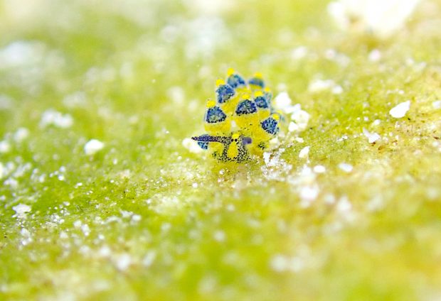 ミナミアオモウミウシ