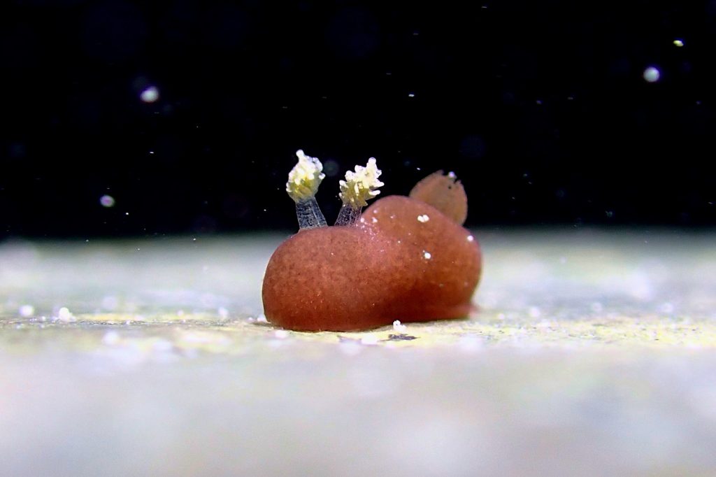 カンムリハラックサウミウシ