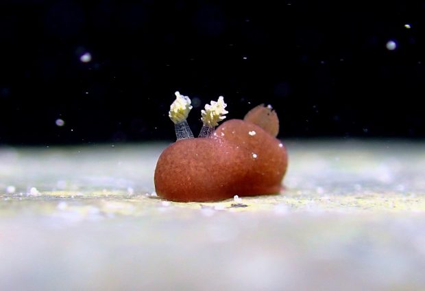 カンムリハラックサウミウシ