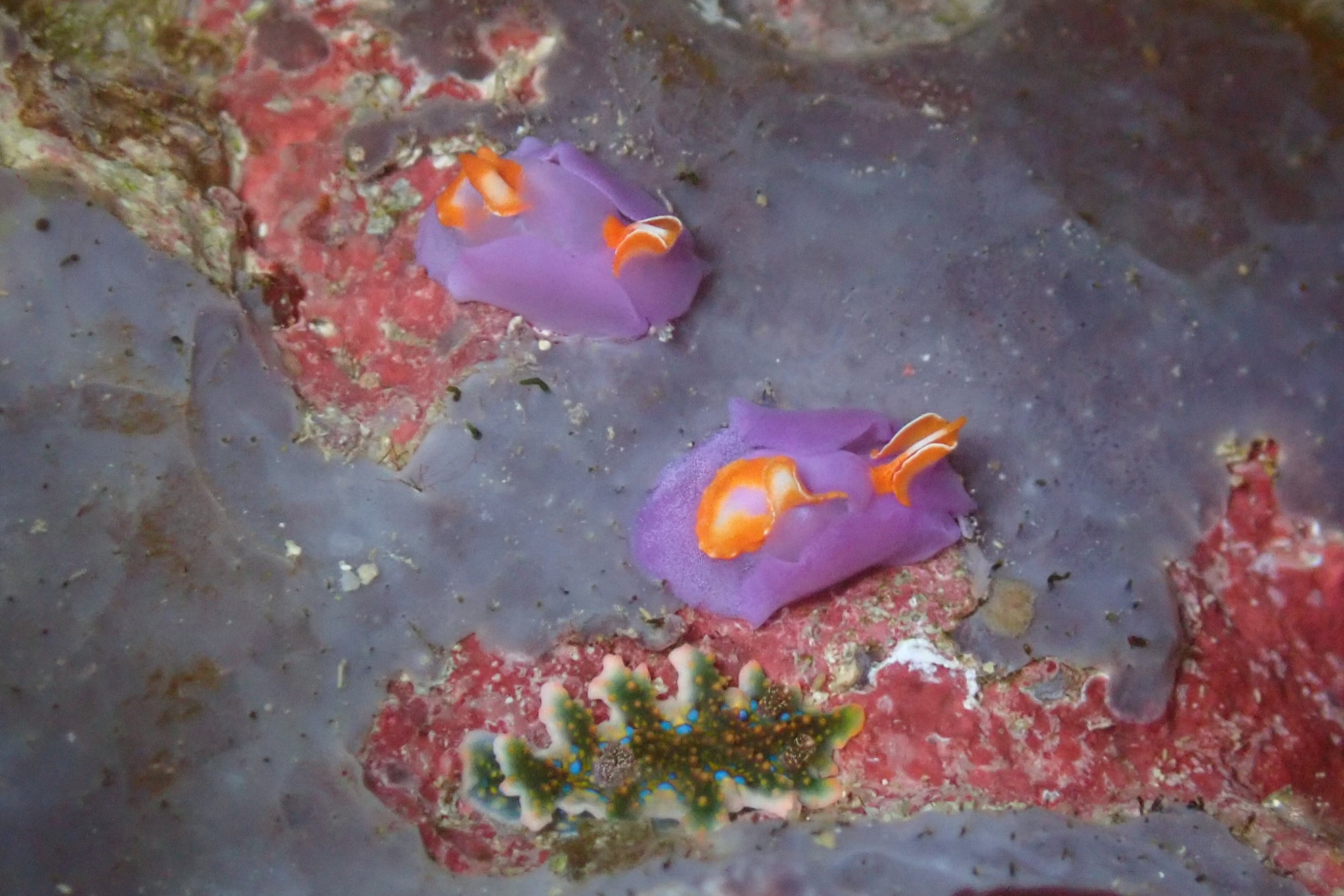 ムラサキウミコチョウとヨセナミウミウシ